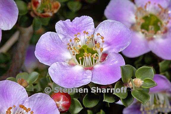 leptospermum rotundifolium 1 graphic